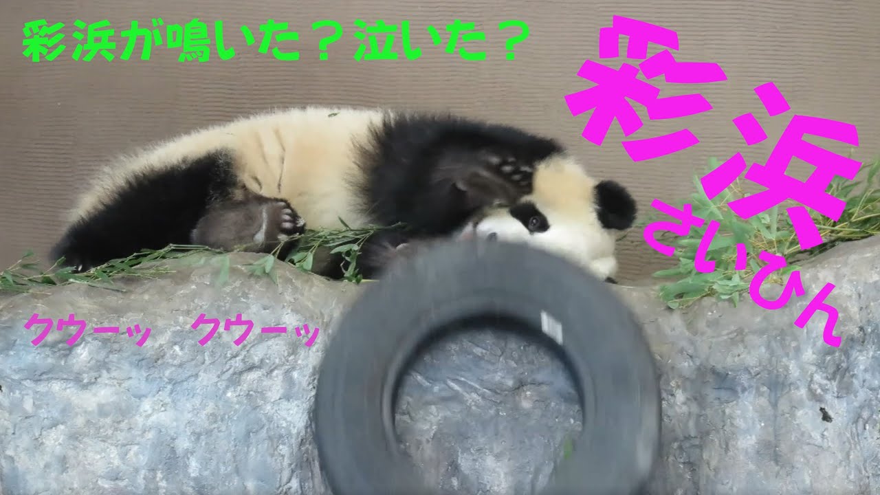 彩浜　彩ちゃんが鳴いた？　泣いた？　遊んでほしいの？　寝起きのグズリからタイヤ落とすまで　パンダの鳴き声
