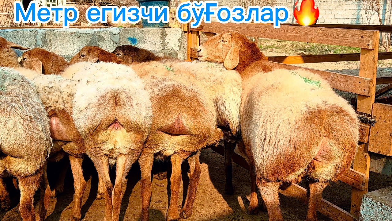 Йирик егизчи бўғозлар 300 дона котта партия🇰🇬