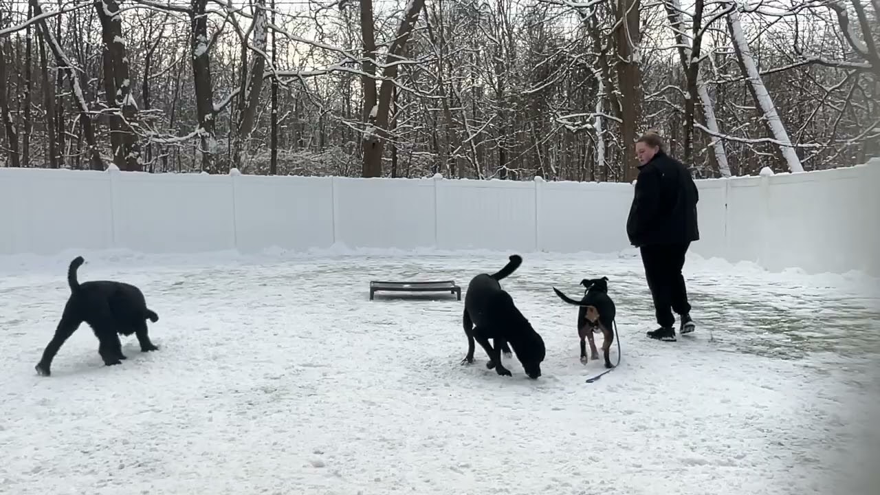 Edith- Working on come, sit, down, wait, leave it, place, leash walking, and look