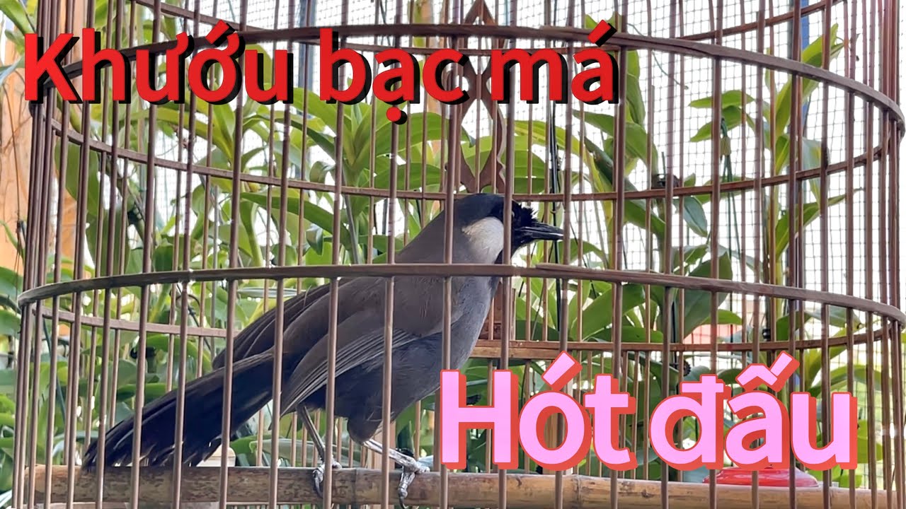 Khướu mau mỏ, hót huýt cô