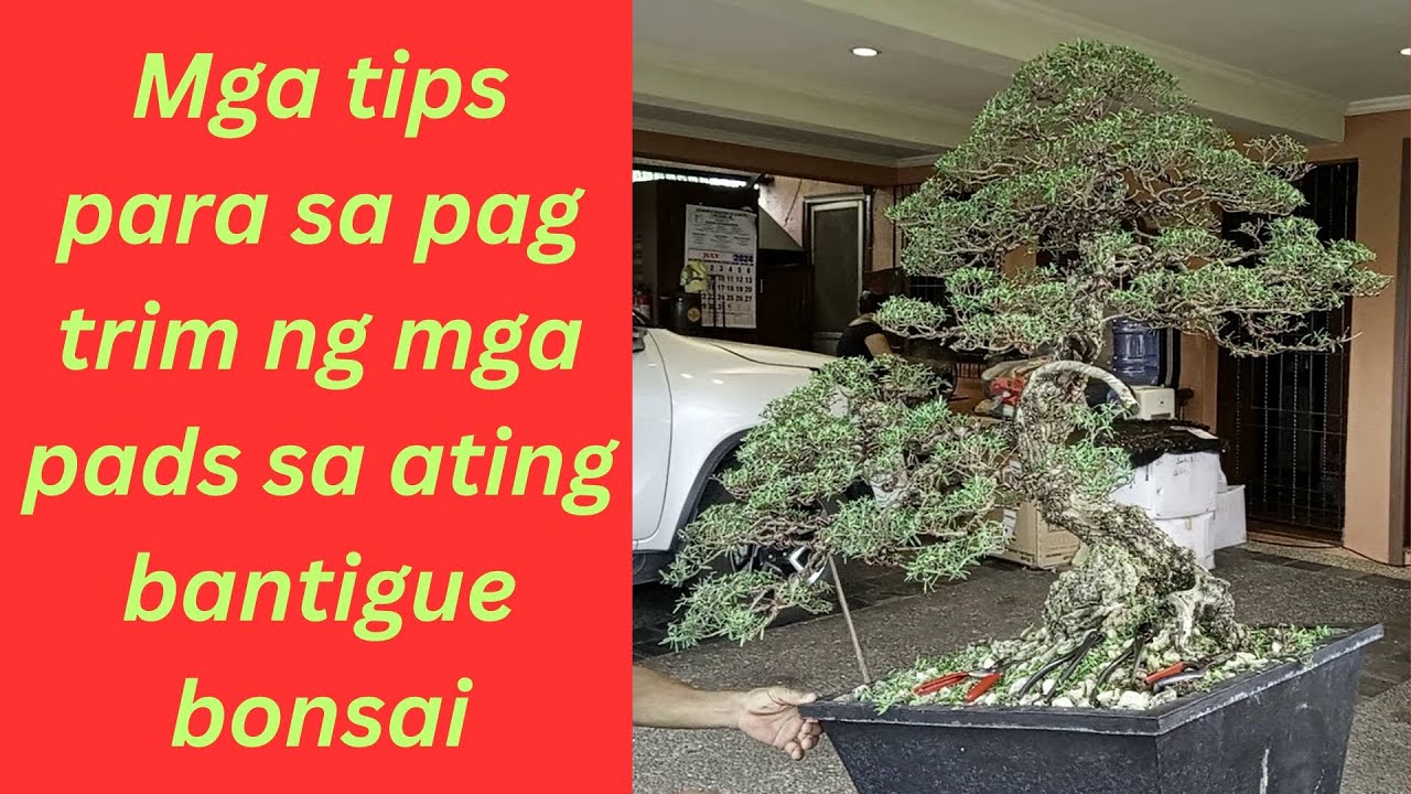 HOW TO TRIM A PEMPHIS ACIDULA / BANTIGUE BONSAI