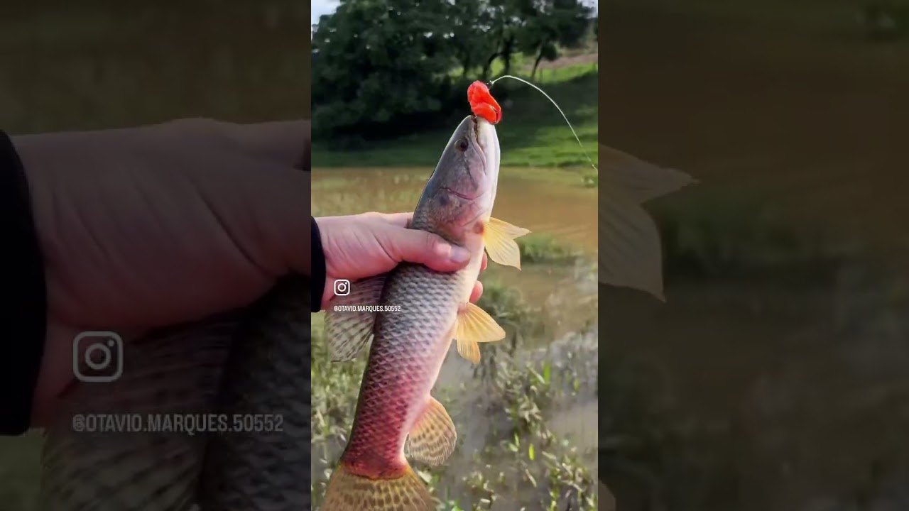 ￼Big Snake Turbo Isca - frog para tra&iacute;ra🐸 #amopesca #pescaesportiva