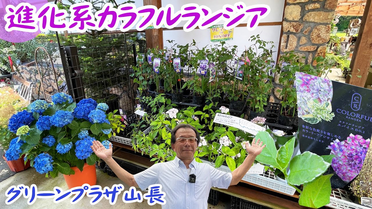 【進化系アジサイ】数々の賞を受賞するアジサイ『カラフルランジア』は斑入りやオーレアなどカラリーフとしても楽しめる 【グリーンプラザ山長】