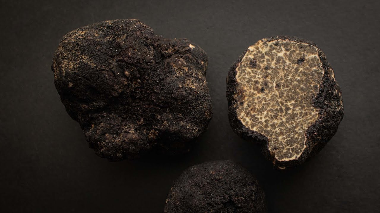 Oregon Black Truffles / Leucangium carthusianum