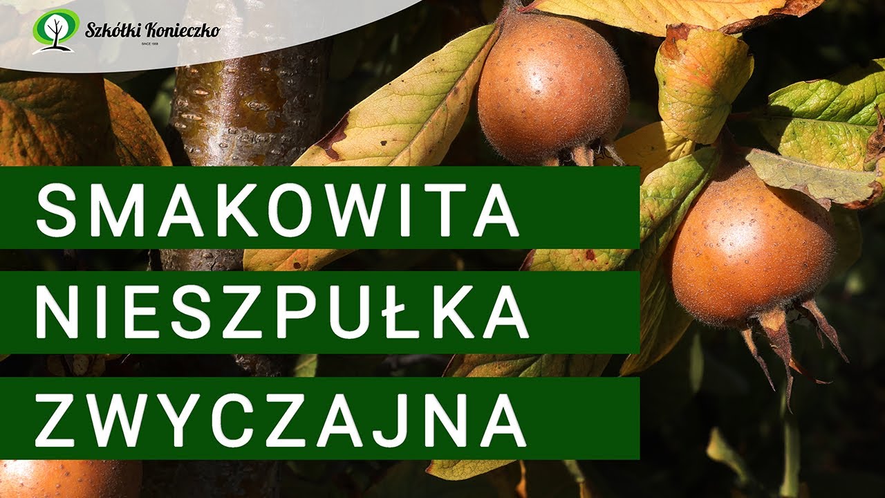 Nieszpułka - lecznicza i miododajna roślina o pysznych owocach na przetwory
