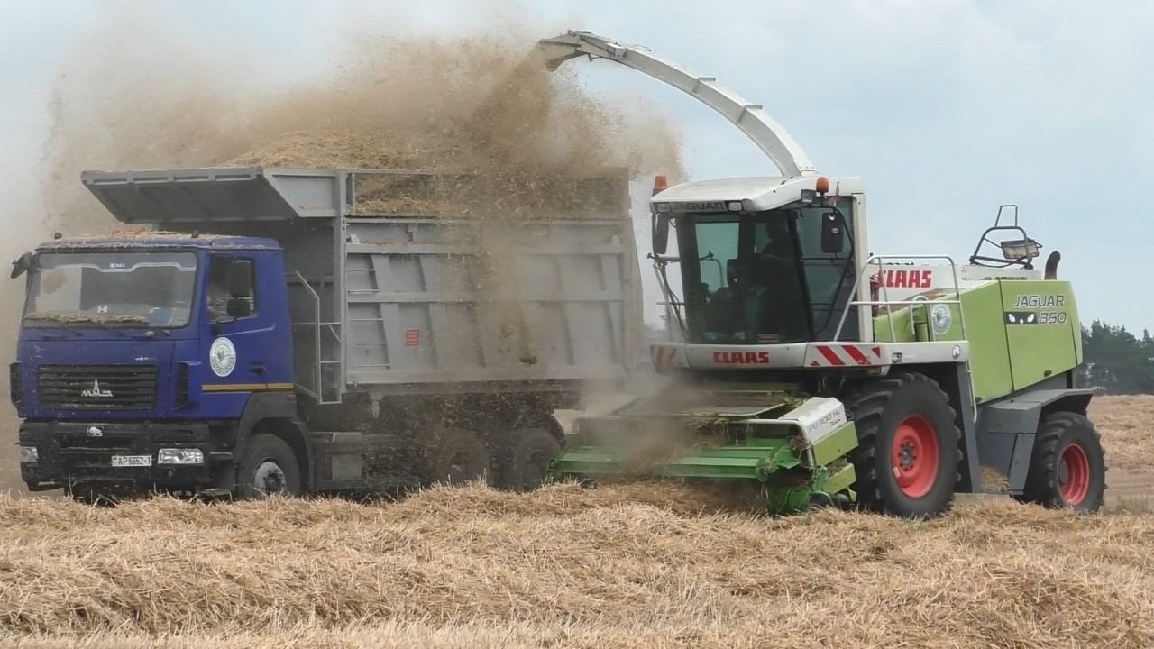 Название: Работа CLAAS Jaguar 870 и МАЗ: Измельчение и подбор соломы для моносмеси!
