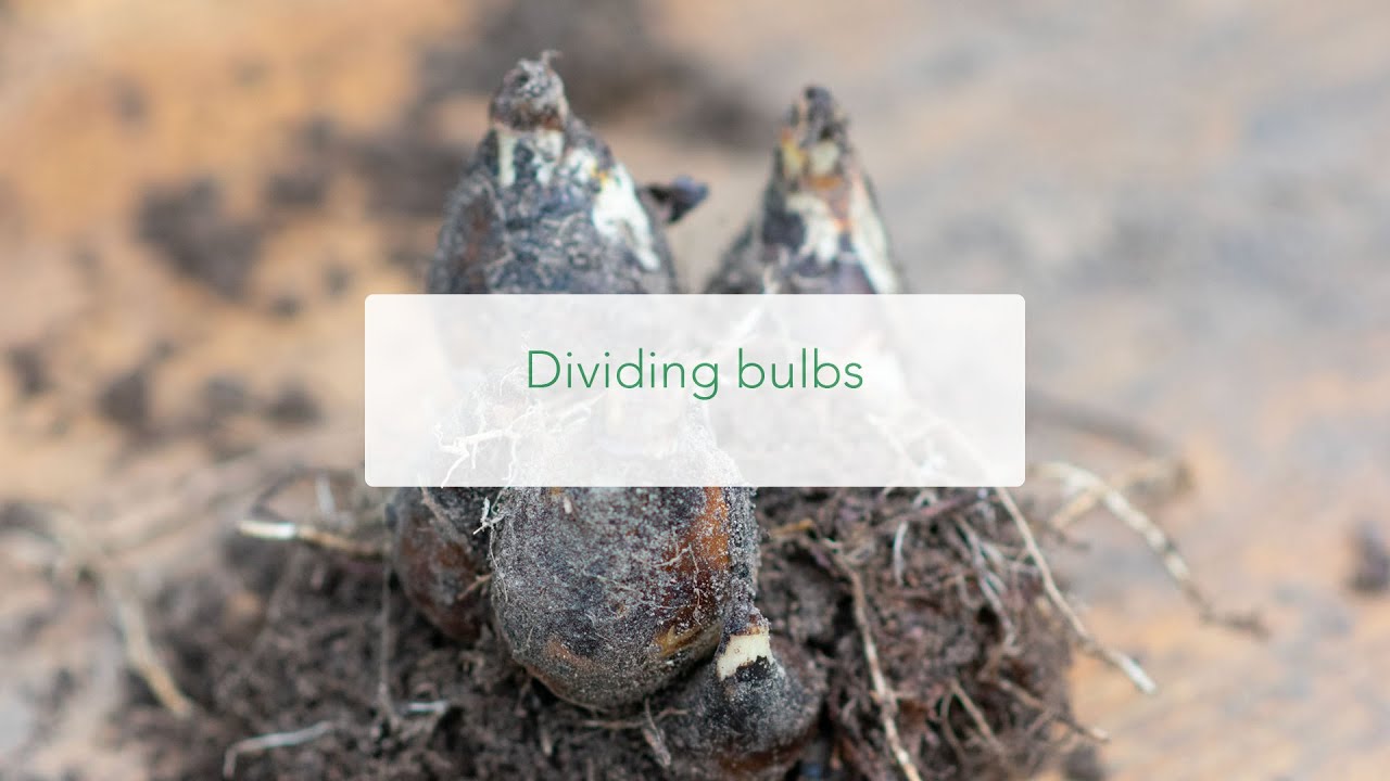 Dividing flower bulbs that multiply. Lifting camassia bulbs in late summer.