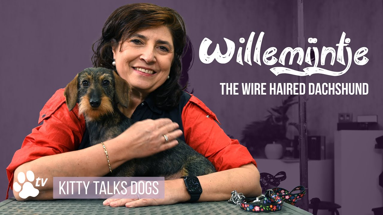 Kitty Talks Dogs - Willemijntje The Wire Haired Kaninchen Dachshund, Essential Guide for Dog Show.