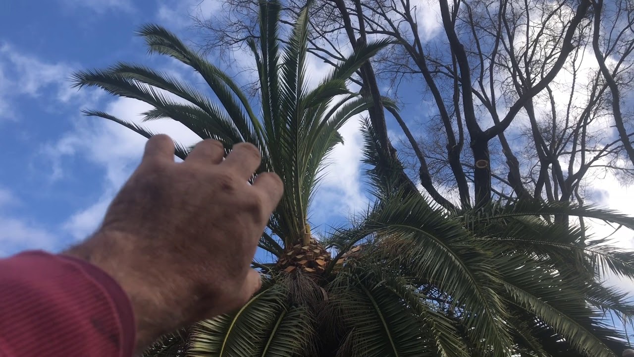 How NOT to Trim a Canary Palm