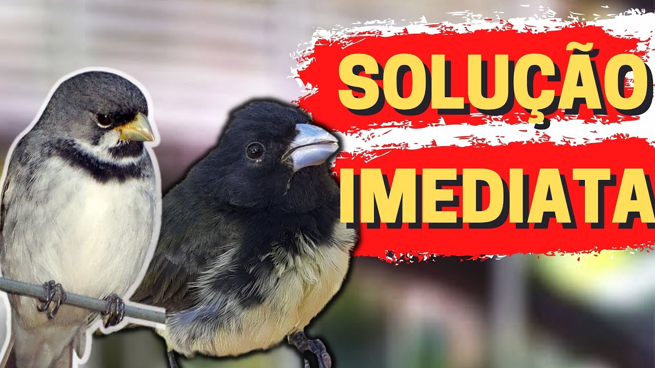 Seu Coleiro Papacapim EST&Aacute; ASSIM? Saiba oque Fazer