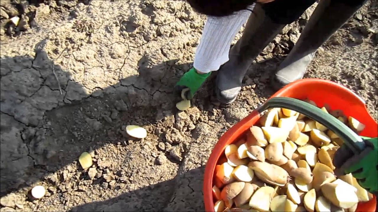 Video semina delle patate