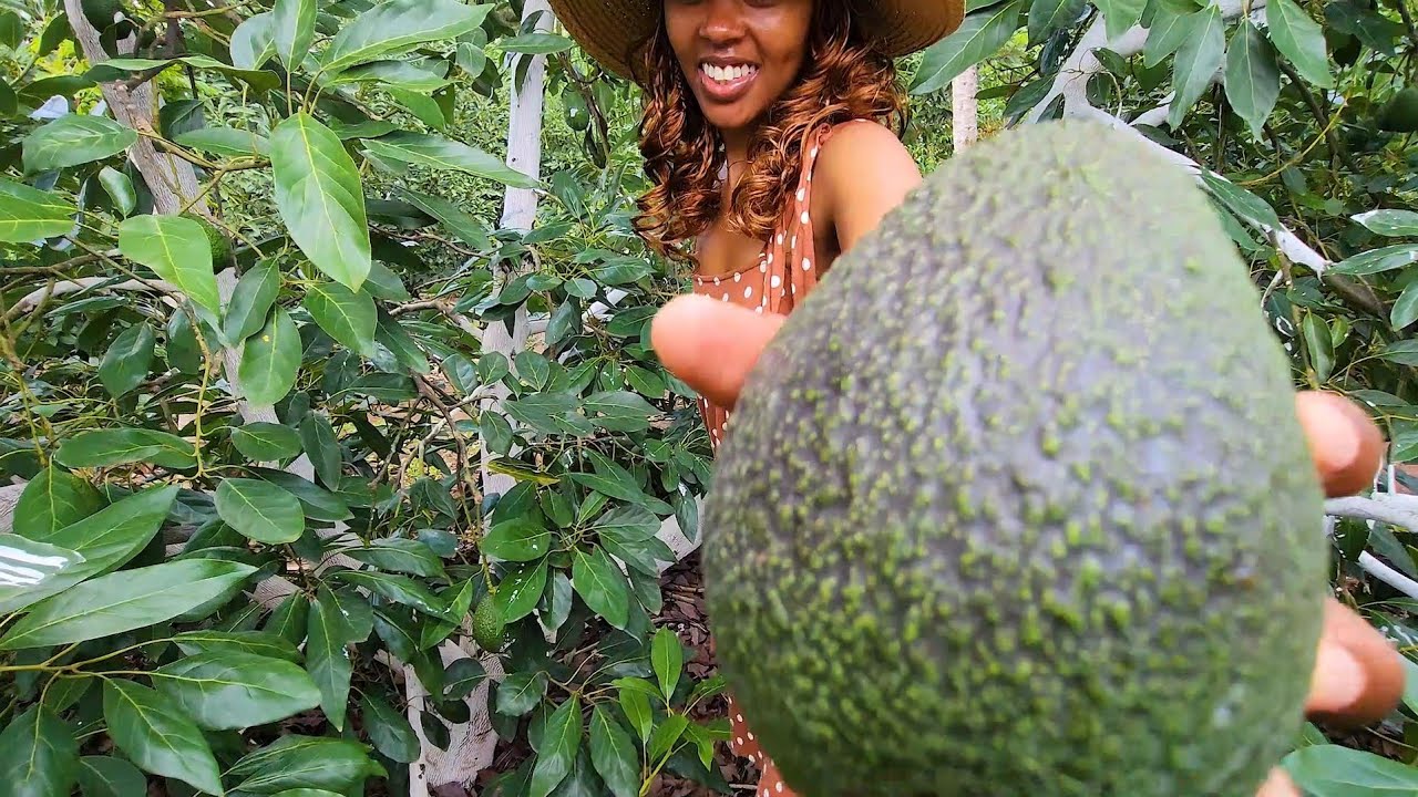 Hass Avocado Farming Success ✅️ Our First Major, Premium Quality Harvest Ready to Hit the Market