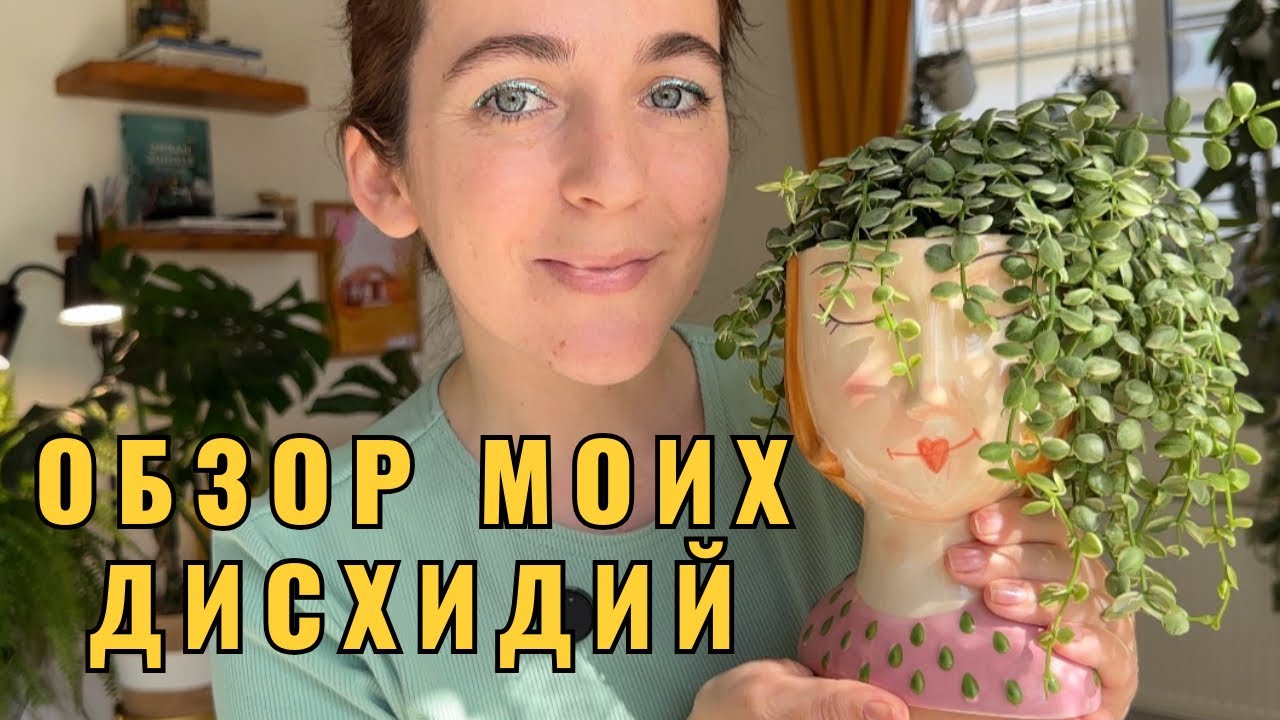 Моя коллекция дисхидий❤️ Обзор 17 сортов дисхидий🌱Уход за дисхидиями: грунт, свет, полив, удо. 