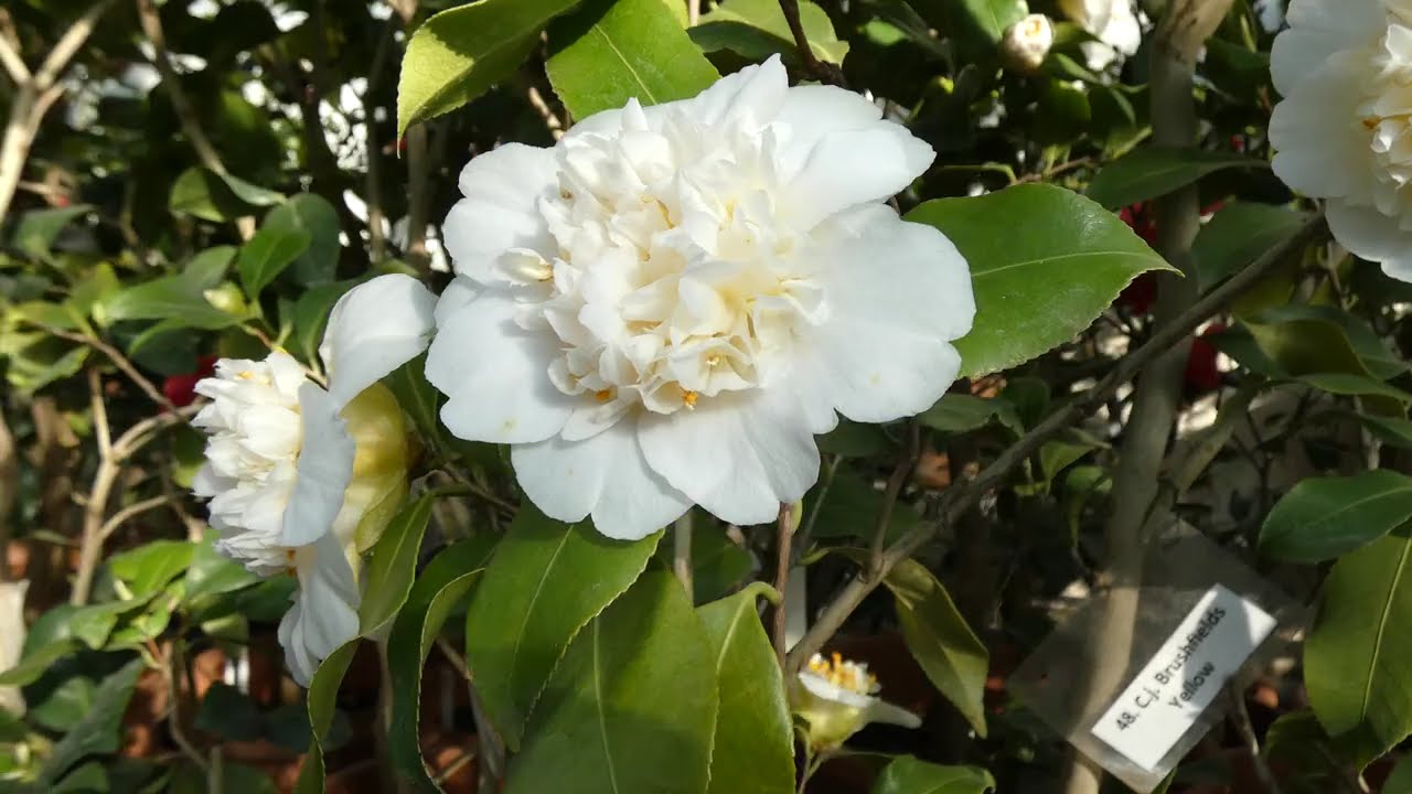 Camellia japonica 'Brushfield's Yellow'