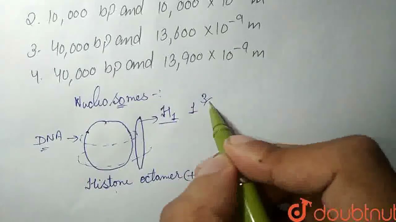 A stretch of an euchromatin has 200 nucleosomes. How many bp will there be in the stretch and wh...