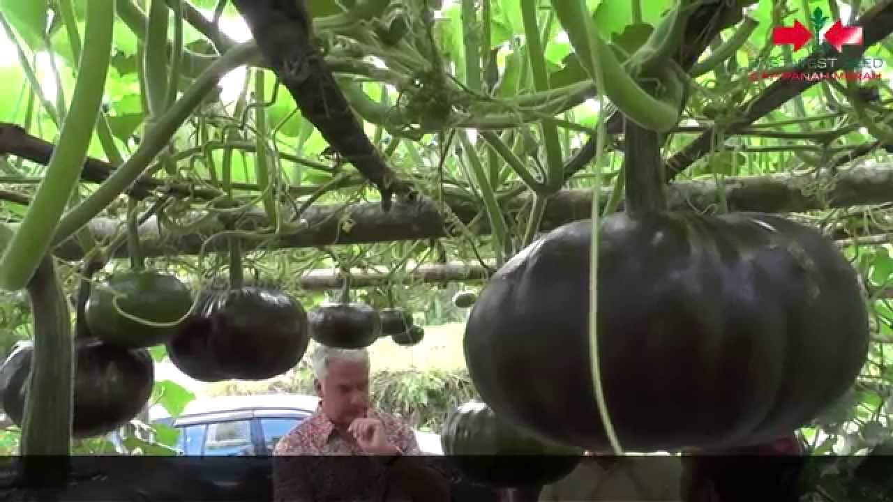 Agro TV-Kusuma F1, Labu Kuning Berumur Genjah