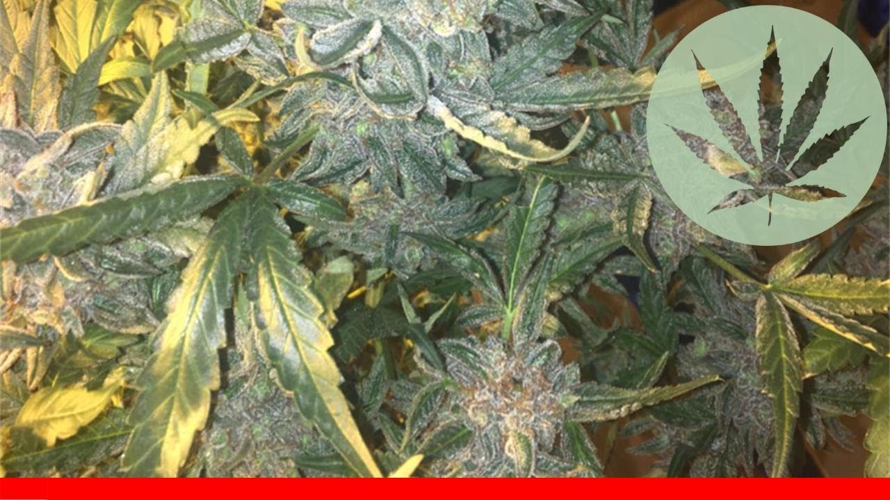 Tangerine Power - All About This Strain