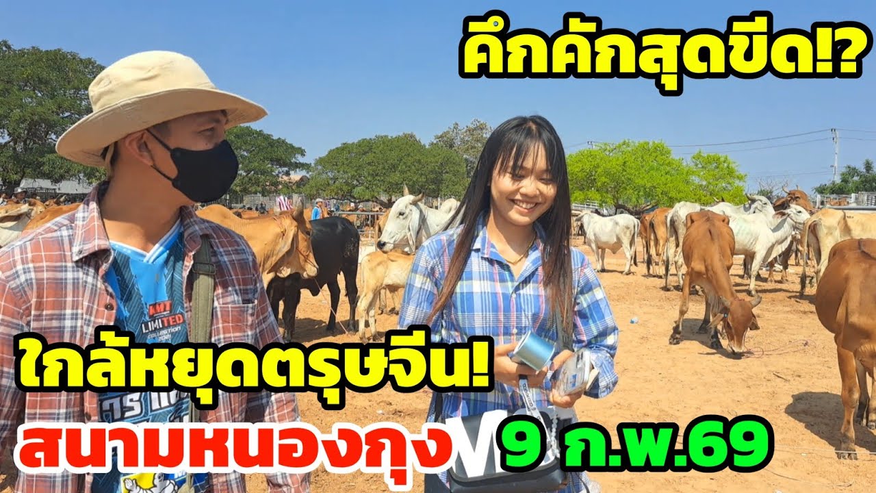คึกคักสุดขีด‼️9 ก.พ.69 ตลาดนัดบ้านหนองกุงใกล้ตรุษจีน อ้วนๆใหญ่ๆเวียดกวาดเรียบ วัวงาม ราคาเดินดี...