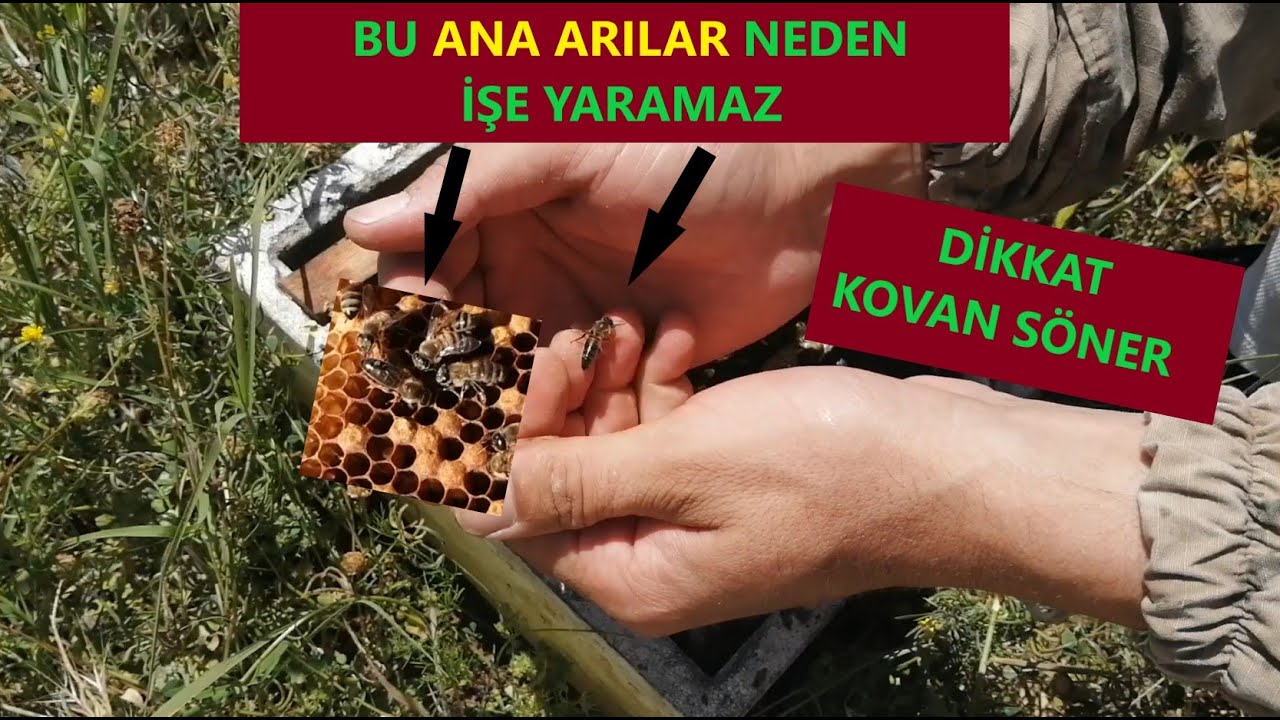 Bu tür ( Ana arıları )kullanmayın ve satın almayın. Beekeeping. arıcılık.