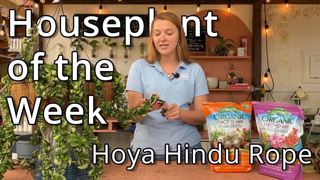Hoya Hindu Rope - Houseplant of the Week