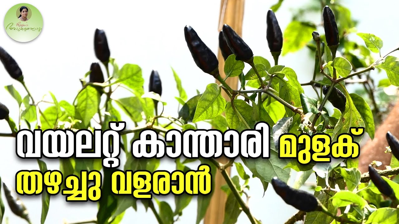 വയലറ്റ് കാന്താരി മുളക് തഴച്ചു വളരാൻ | Kanthari Mulaku Krishi Malayalam |Kanthari Cultivation 