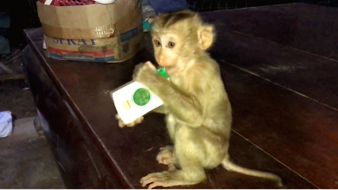 One Card After Another, Monkey Abbey Finding Anyone To Join Playing Card, Become Uncontrollable