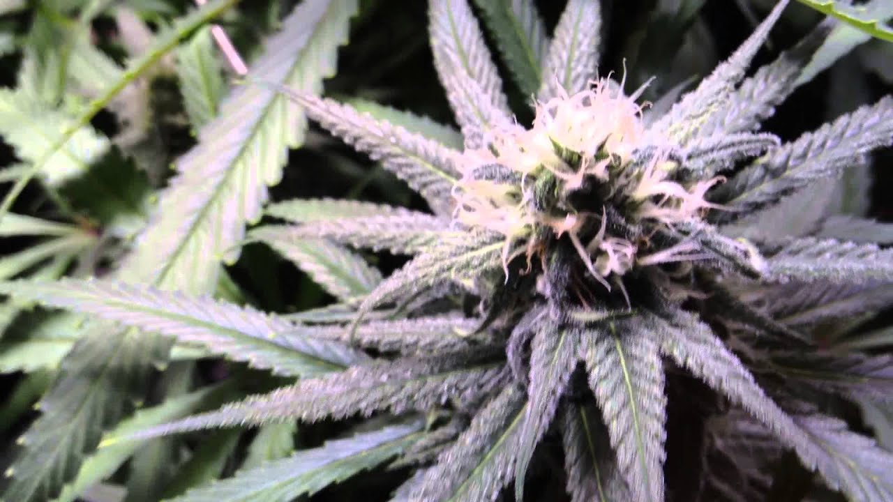 Blue Dream Flower Room Day 35