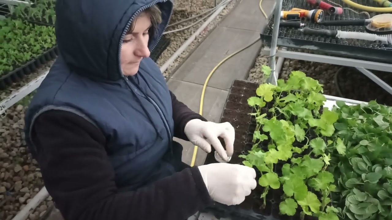 Facem butasi de muscata trandafir in ianuarie si-i punem la inradacinat