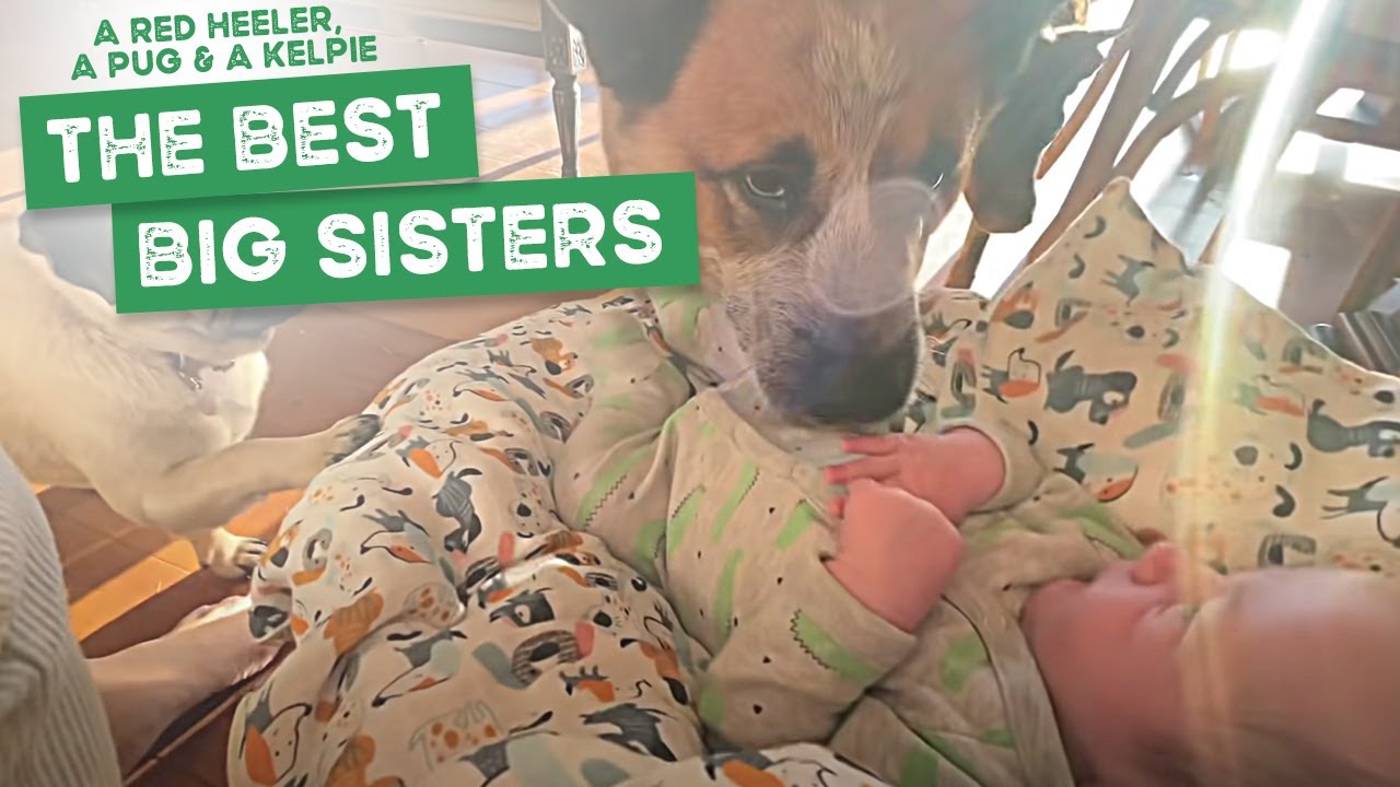 A Kelpie, Red Heeler and a Pug make for great big sisters to baby Wolf