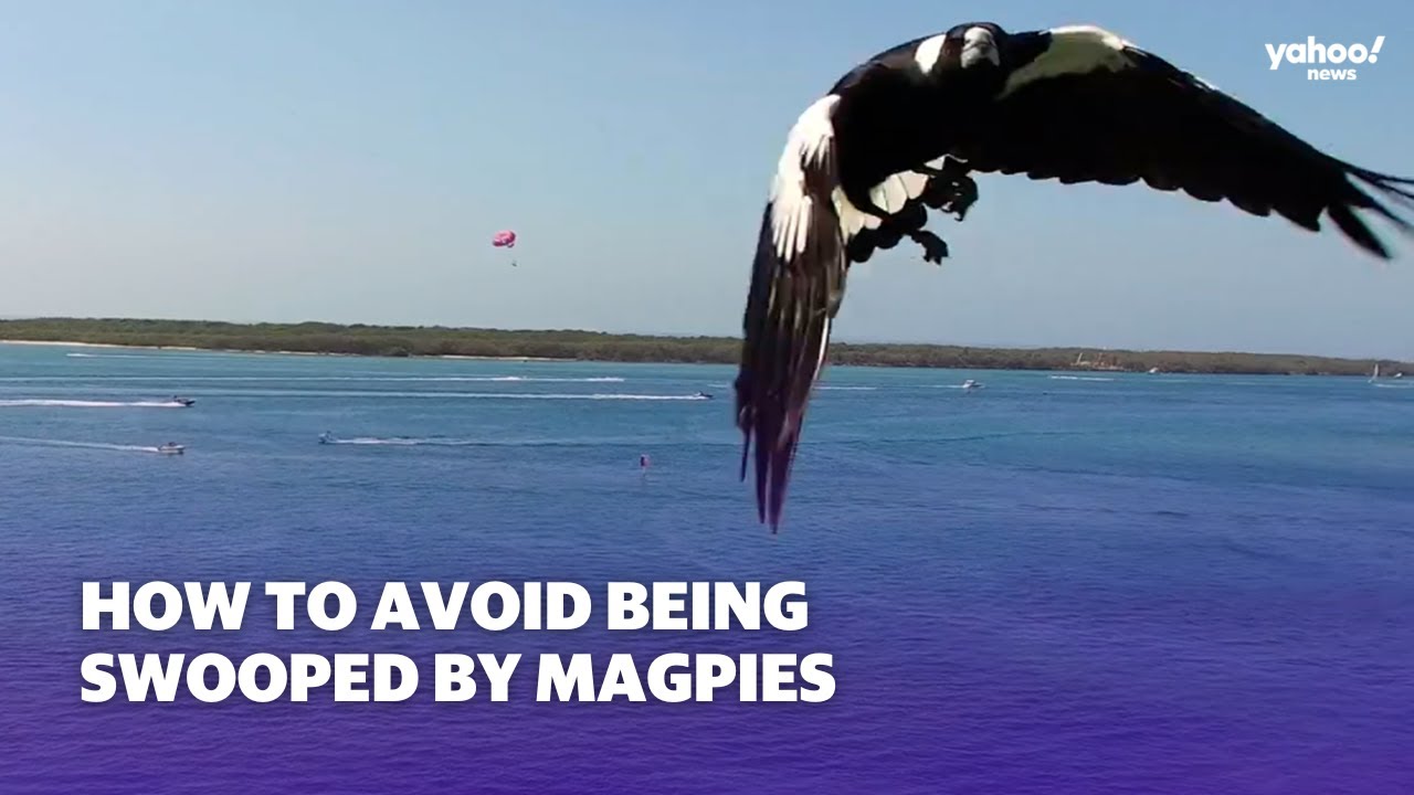 How to avoid being swooped by magpies | Yahoo Australia