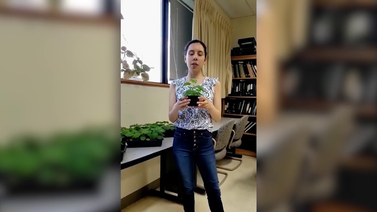 Plant Health is Your Health: Careers in Plant Pathology