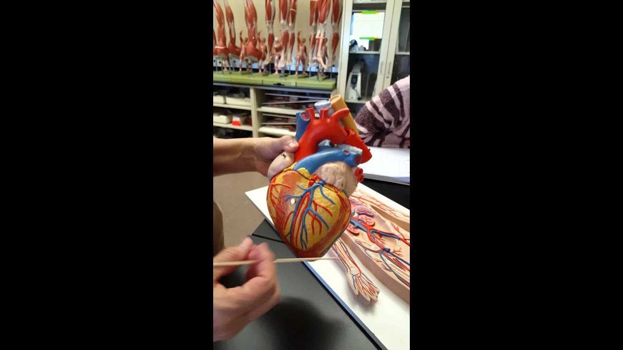 Blood Vessels (Right and Left Coronary Artery etc) - Heart Model Bio 202