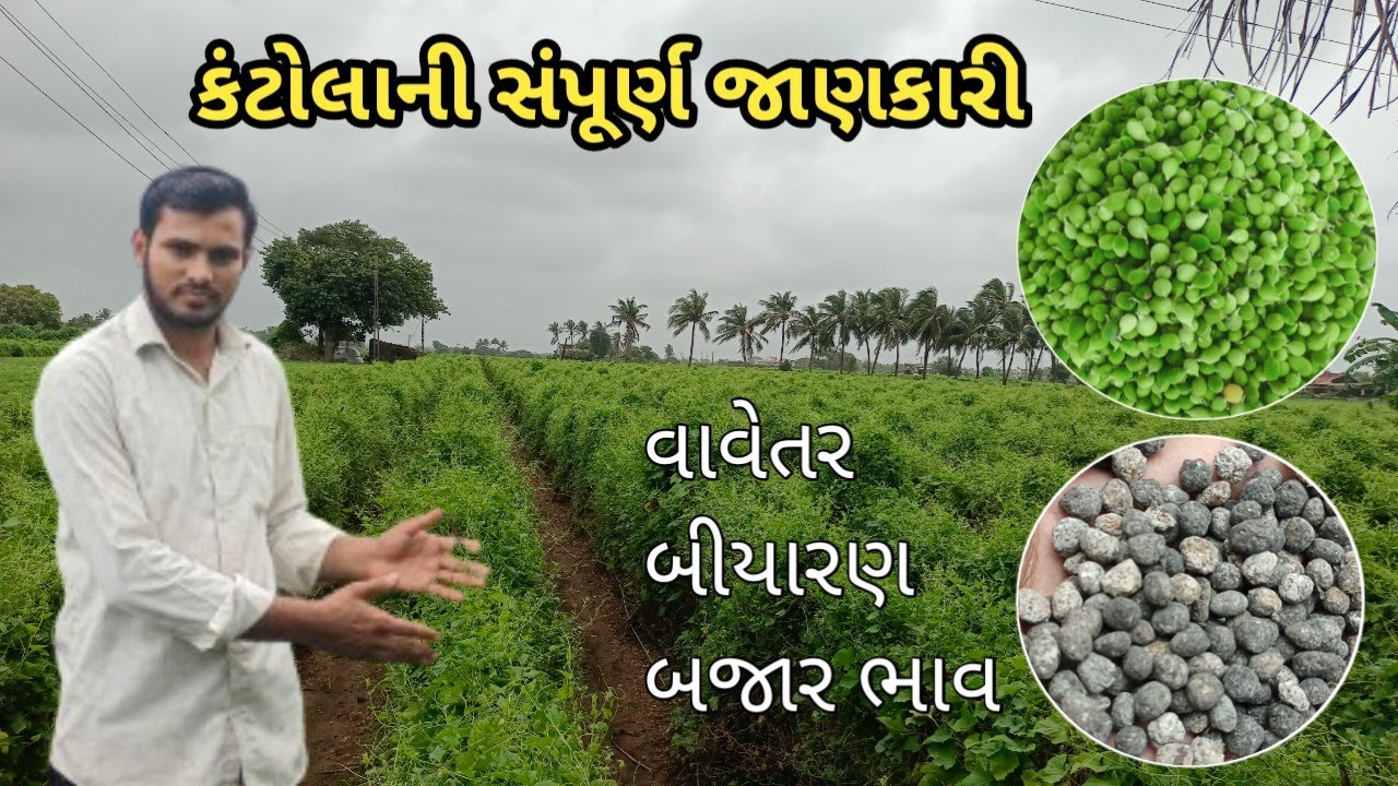 Kantola farming / કંટોલાની ખેતી /spiny gourd farming / ककोड़ाफार्मिंग/ vegetable / how to grow spiny