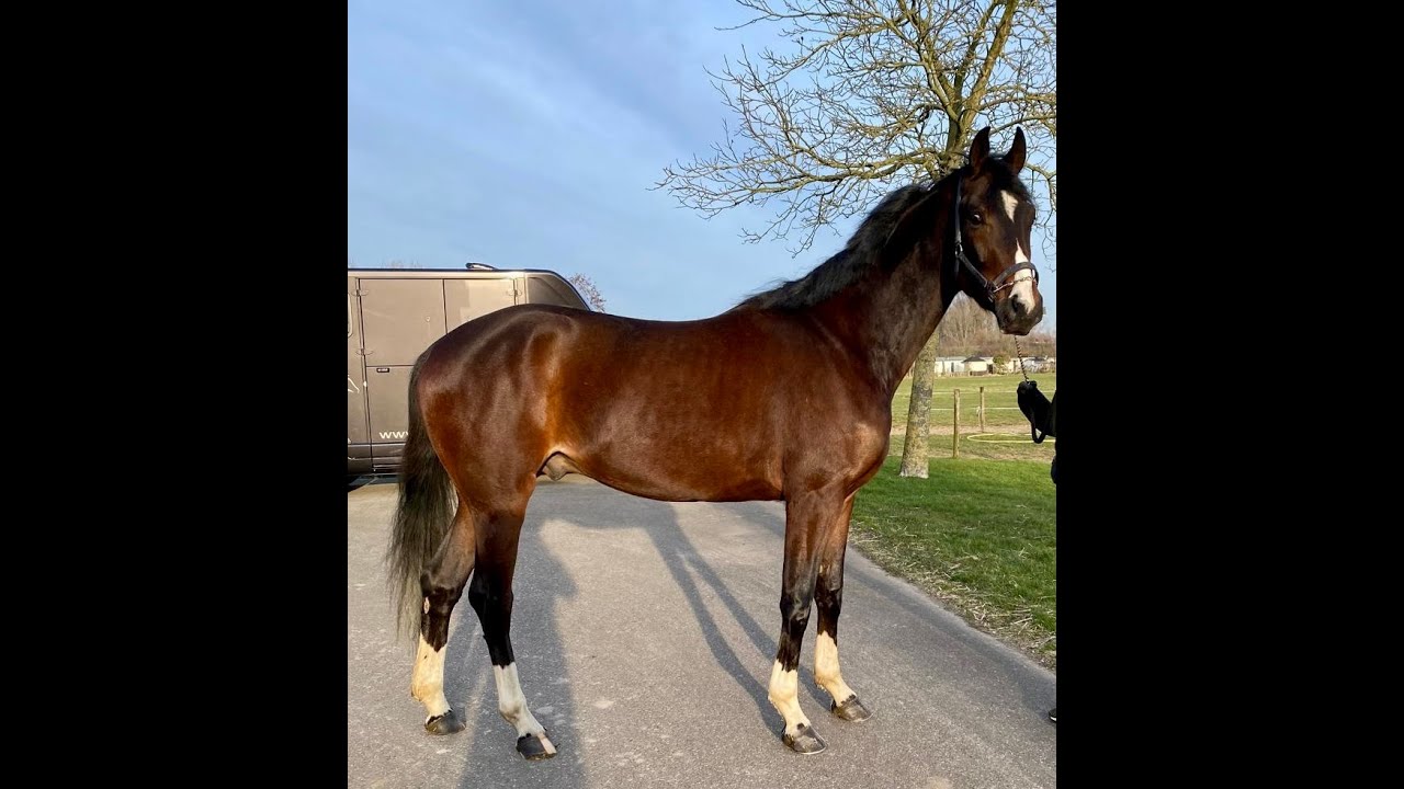 FAB  - Tamino - 2025 NRPS Stallion Licensing - Presentation in the arena