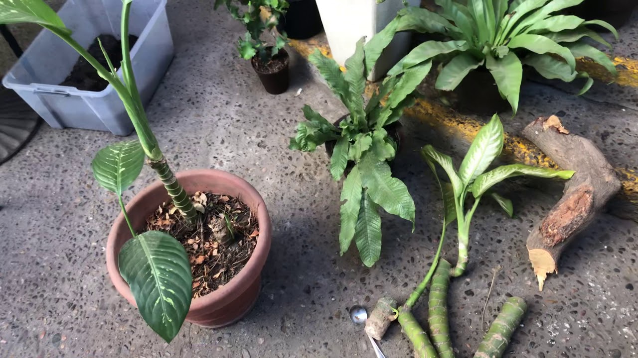 Propagación y transplante de  Dieffenbachia