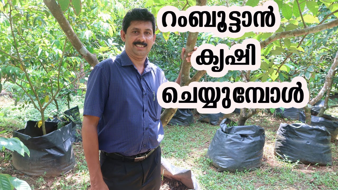 How to Grow Rambutan Trees റംബൂട്ടാന്‍ കൃഷി തുടങ്ങുന്നവർ അറിയേണ്ട ടിപ്സ്