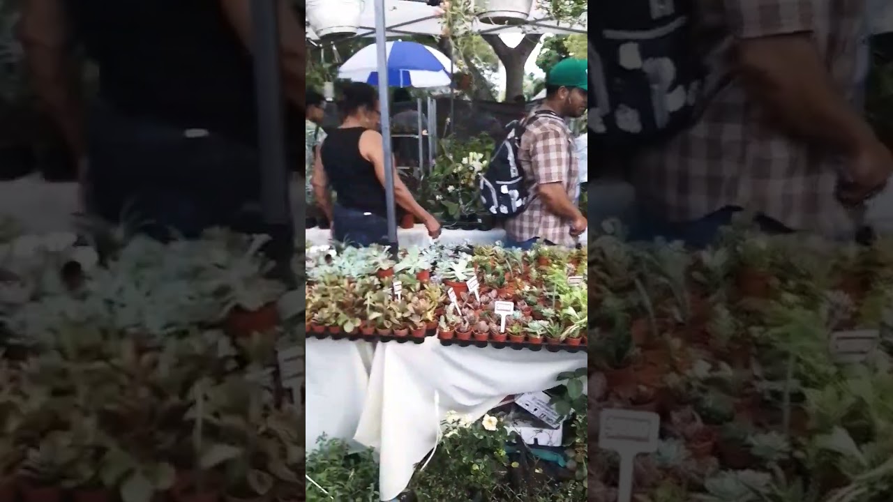 #Feria de Orqu&iacute;deas del Jard&iacute;n Bot&aacute;nico de Santiago.    Ay&uacute;danos a alcanzar los 1,000 suscriptores🙏