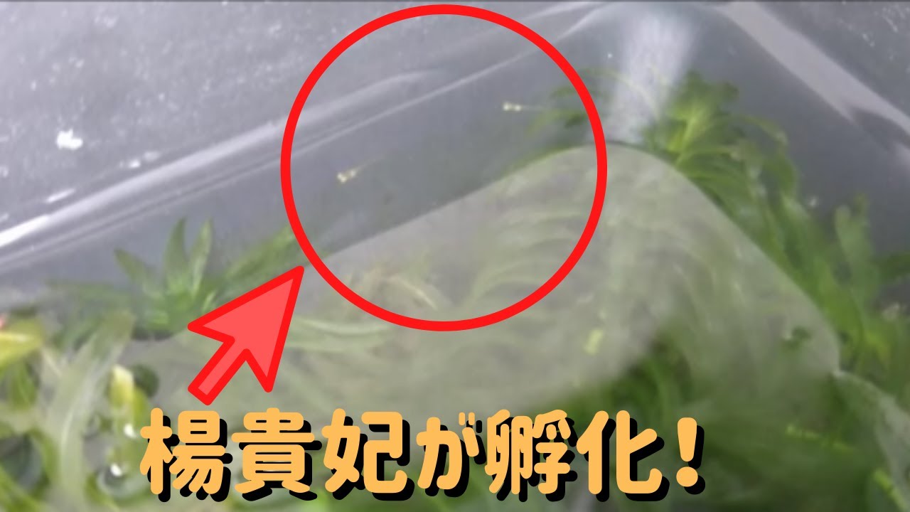 ビオトープ風飼育ケース～タニシ成長・楊貴妃孵化編～