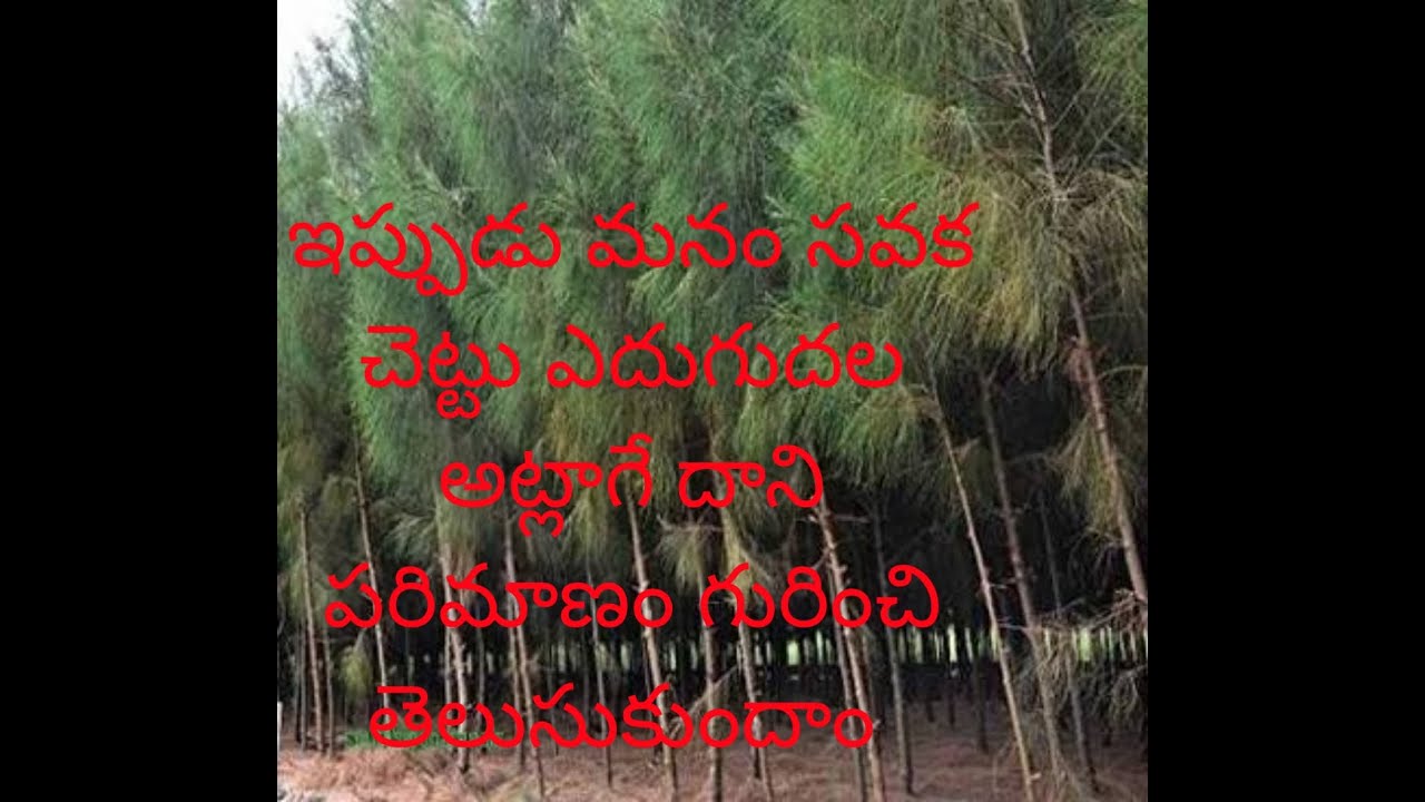 Savaka Chettu Yedugudhala Dhani Parimanam