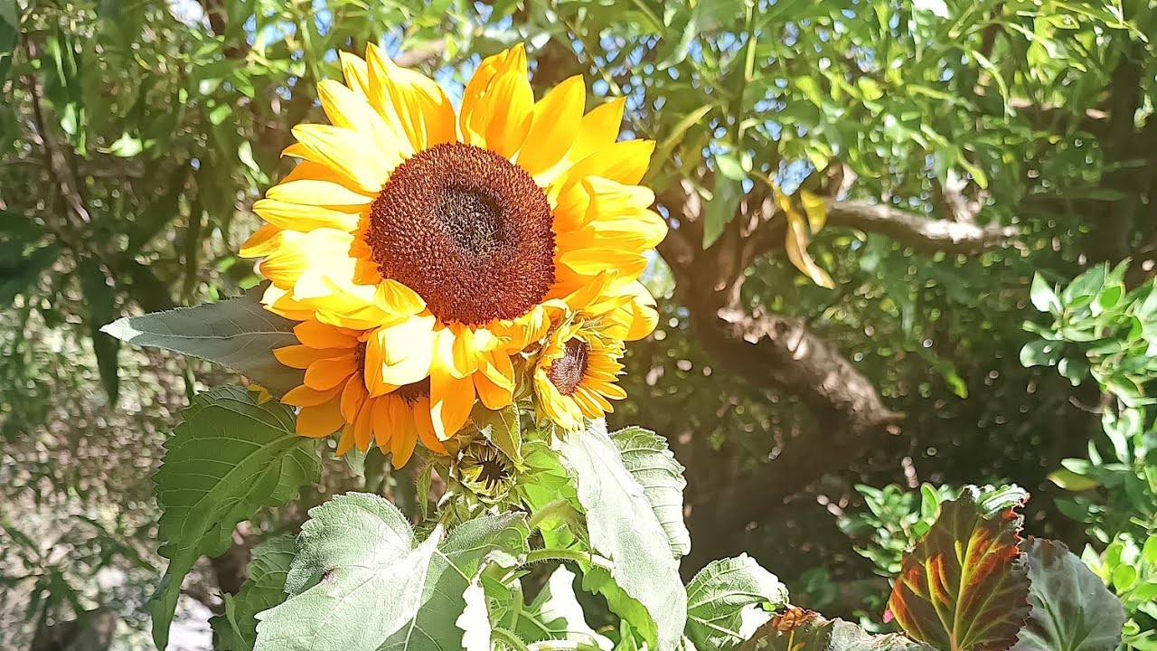 #videos#gardening#flowers#sunflowers @kapcoastsunsetcliviaseascapes