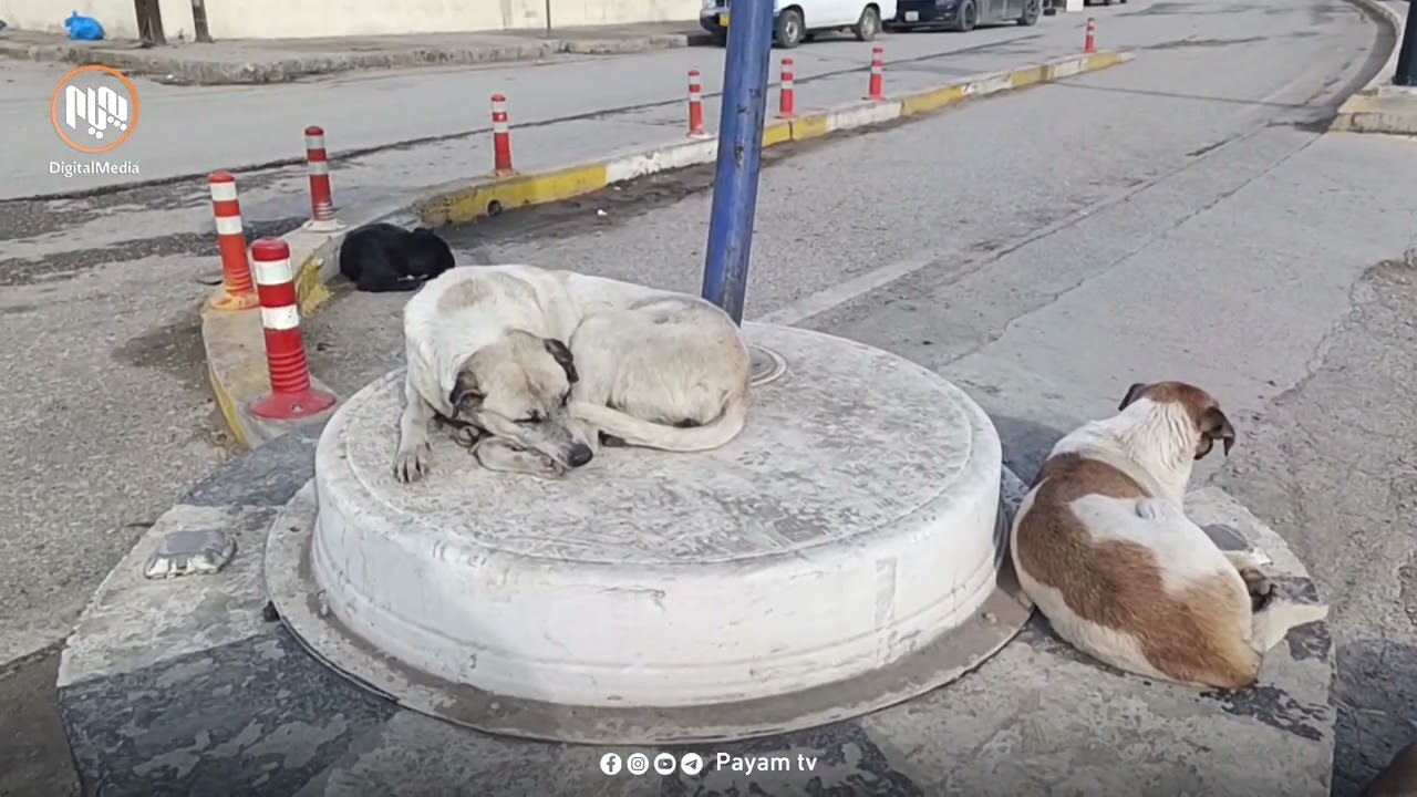 سەگى بێلانە هاووڵاتیانى سەیدسادقى بێزار کردووە