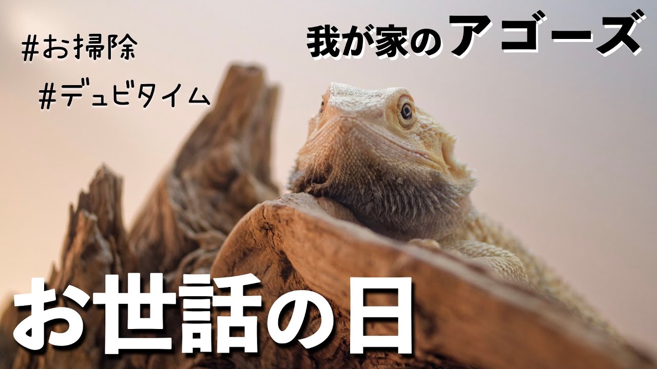 【日常】フトアゴたちのお部屋の大掃除＆ご飯の日！🍚
