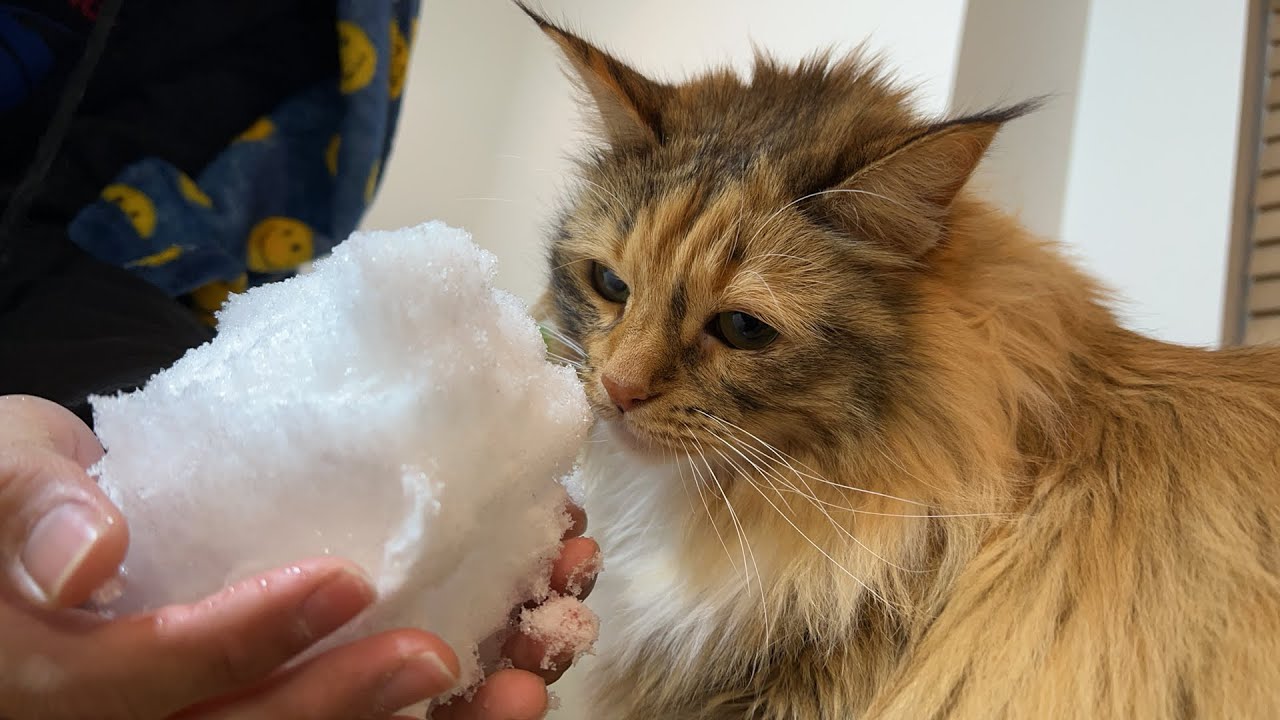 ノルウェーの猫が4年ぶりの雪に大興奮！のはず