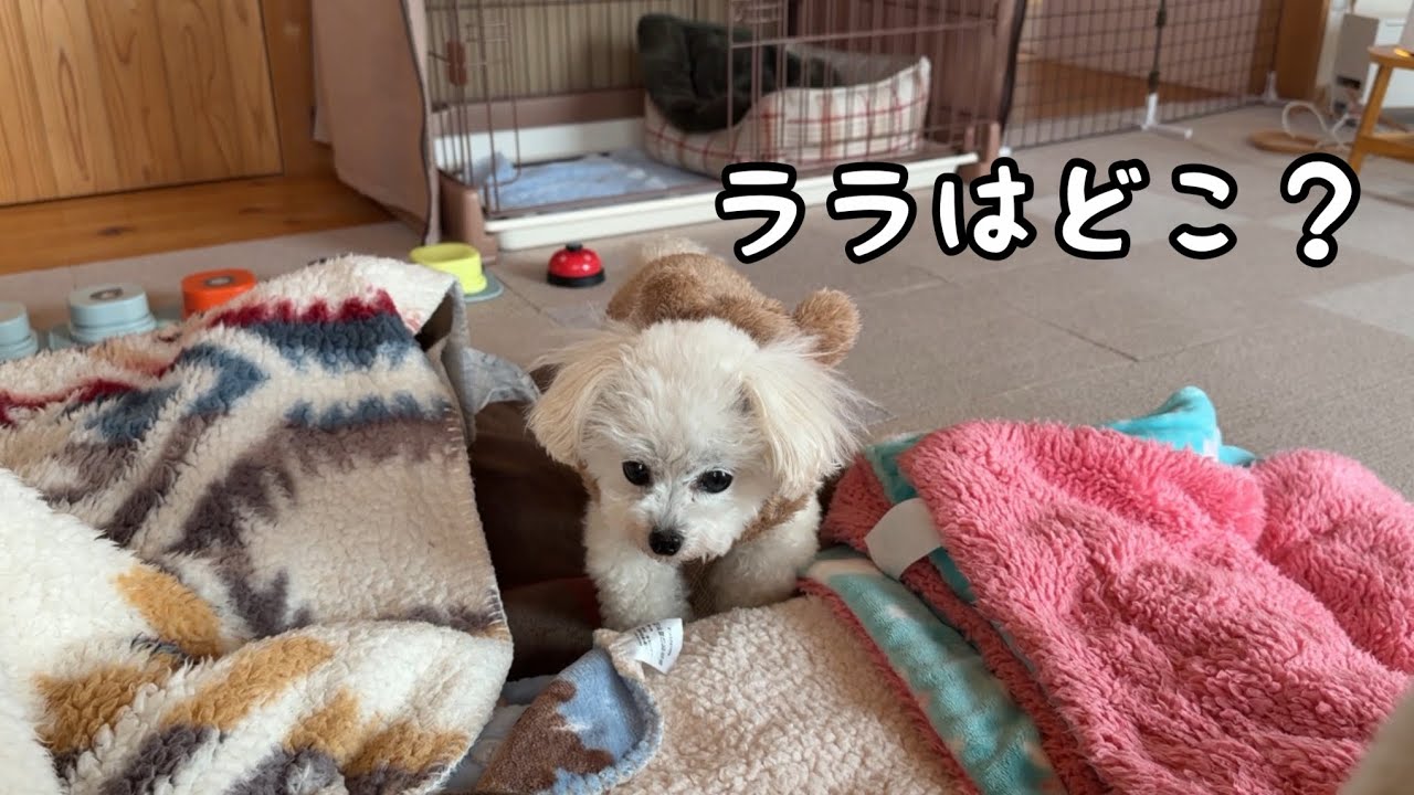 家と妹を守る警備員のメイです