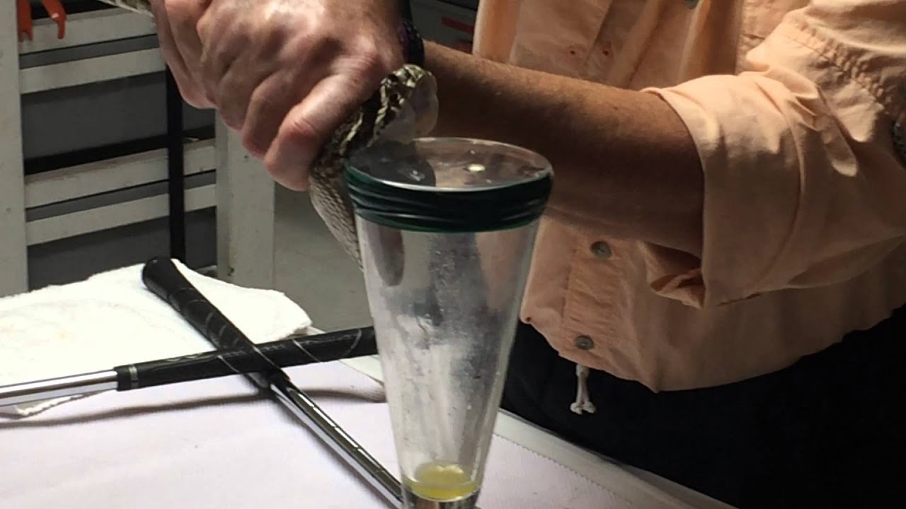 Reptile Discovery Center Snake Venom Extraction 2