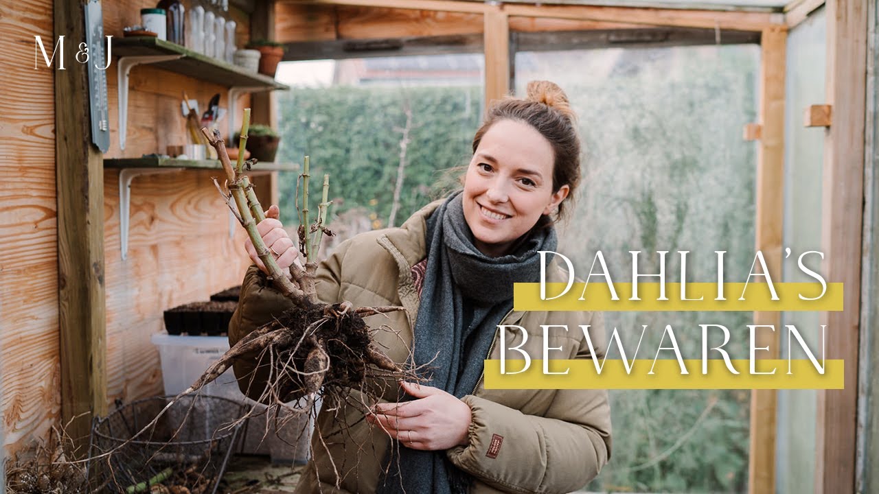 Dahlia knollen bewaren - MAY & JUNE