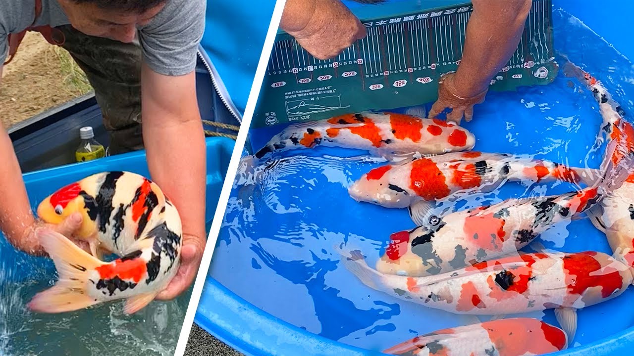 First Jumbo Nisai Koi Harvest 2020!! Shintaro Koi Farm