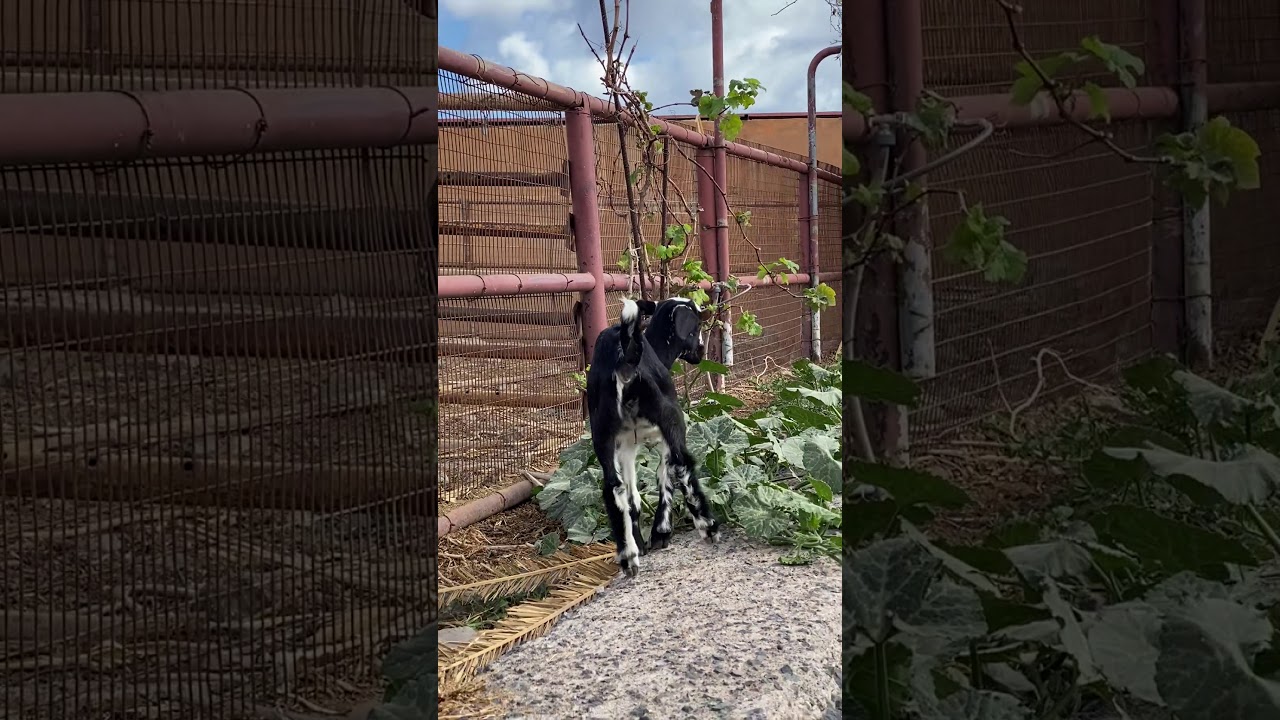 Zicklein in der K&auml;serei auf La Gomera