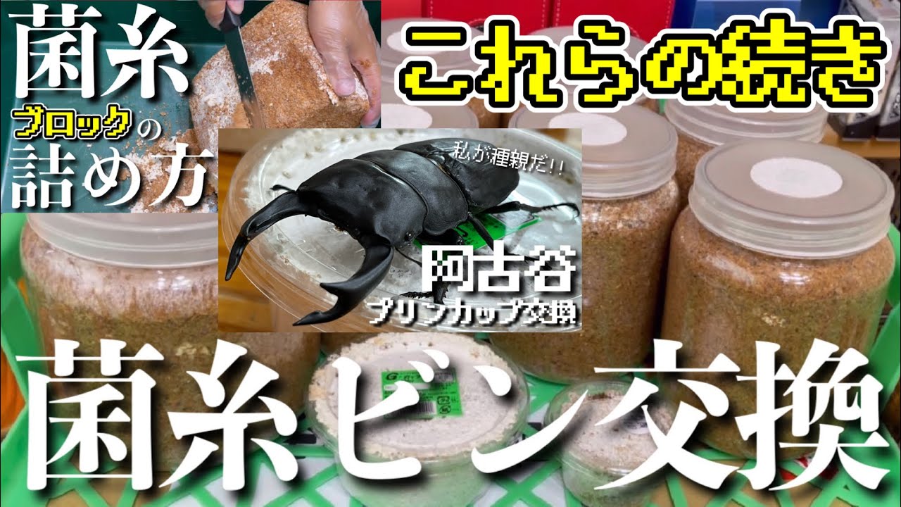 【オオクワガタ】ヤフオクで購入した幼虫(阿古谷産)の菌糸ビン交換!! 飼育で一番辛い事が起きました...