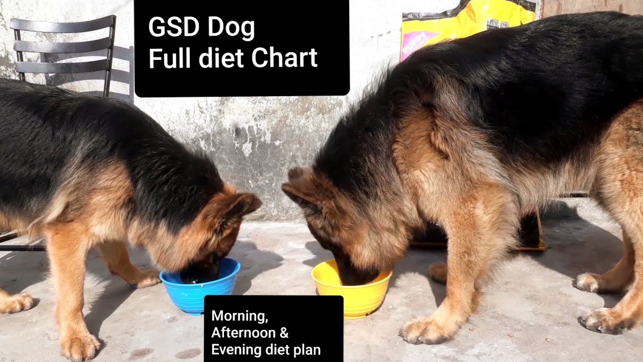 German Shepherd- Dog Full Day Diet Plan- Morning, Afternoon & Evening Diet